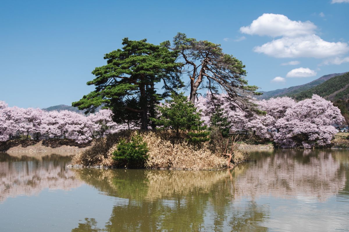 南信州の桜旅　六道の堤